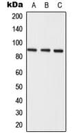 SEMA3E / Semaphorin 3E Antibody (Internal)