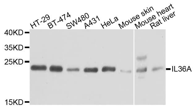 IHC-plus™ IL36A Antibody