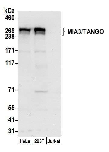 TANGO / MIA3 Antibody (aa350-400)