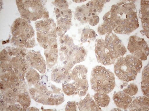 ZNF69 Antibody (clone OTI3C3)