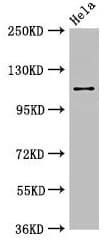 SEC23IP / p125 Antibody