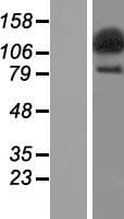 SECISBP2L Protein (Over-Expression Lysate Myc-DDK (Flag))