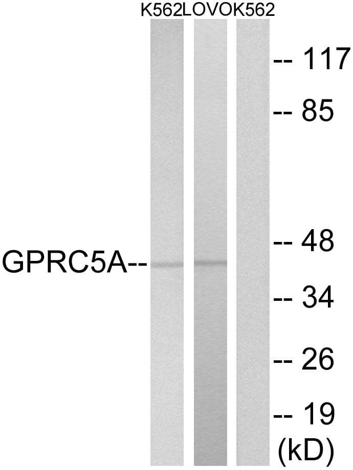 GPRC5A / RAI3 Antibody