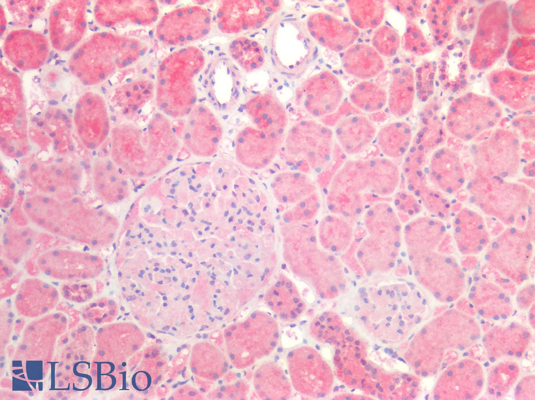 PathPlus™ Polyclonal Rabbit anti-Human CLDN3 / Claudin 3 Antibody (IHC)