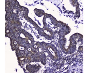 COXIV / COX4 Antibody