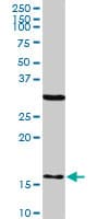 FIS1 Antibody (clone 1G9)