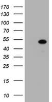 ZSCAN4 Antibody (clone OTI1A6)
