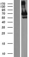 GNL3L Protein (Over-Expression Lysate Myc-DDK (Flag))