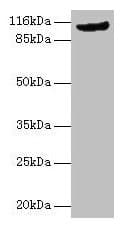 MVP / VAULT1 Antibody (aa2-893)