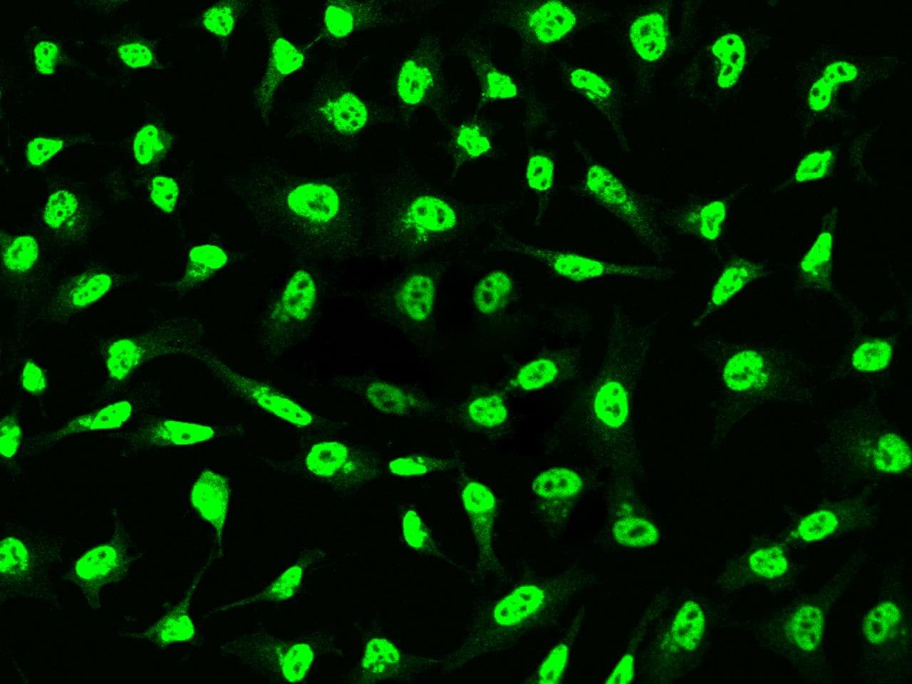 DNASE1 / DNase I Antibody (clone 006, Preservative Free)