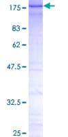 Human CTCF Protein (Recombinant GST)