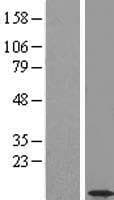 COA3 / CCDC56 Protein (Over-Expression Lysate Myc-DDK (Flag))