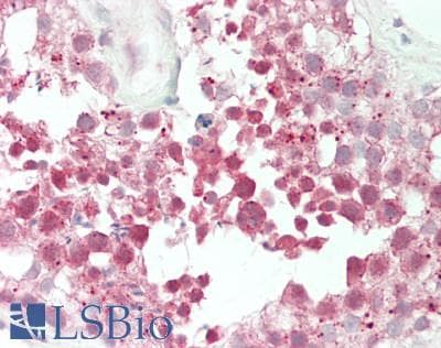 NOSIP Antibody (C-Terminus)