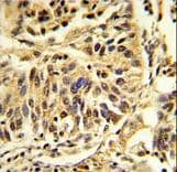 C/EBP Beta / CEBPB Antibody (aa271-298)