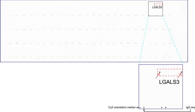 LGALS3 / Galectin 3 Antibody (clone UMAB157, Carrier-free)