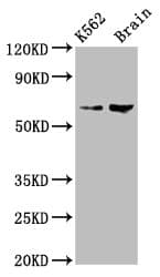 BRAP2 Antibody
