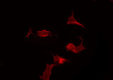 PAX5 Antibody