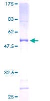 Human ATP5O Protein (Recombinant GST)