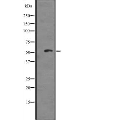 TAB1 Antibody
