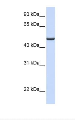 FDXR Antibody (aa254-303)