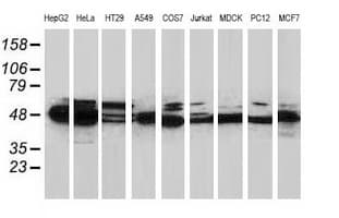 Monoclonal Mouse anti-Human PACSIN3 Antibody (clone OTI4G7, WB)
