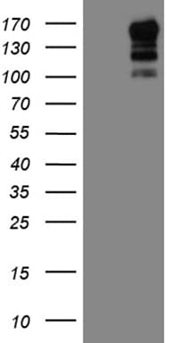 USP40 Antibody (aa767-912, clone OTI8F8)