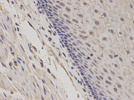 IHC-plus™ GADD45A / GADD45 Antibody