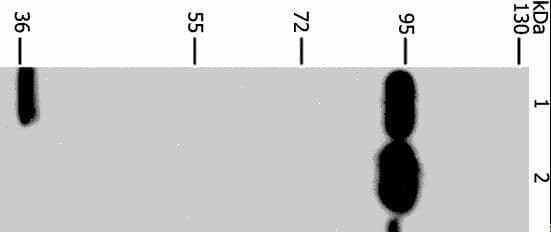 PLA2G4B Antibody