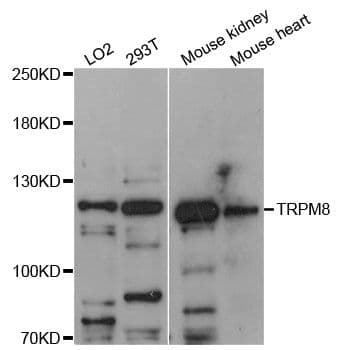 TRPM8 Antibody