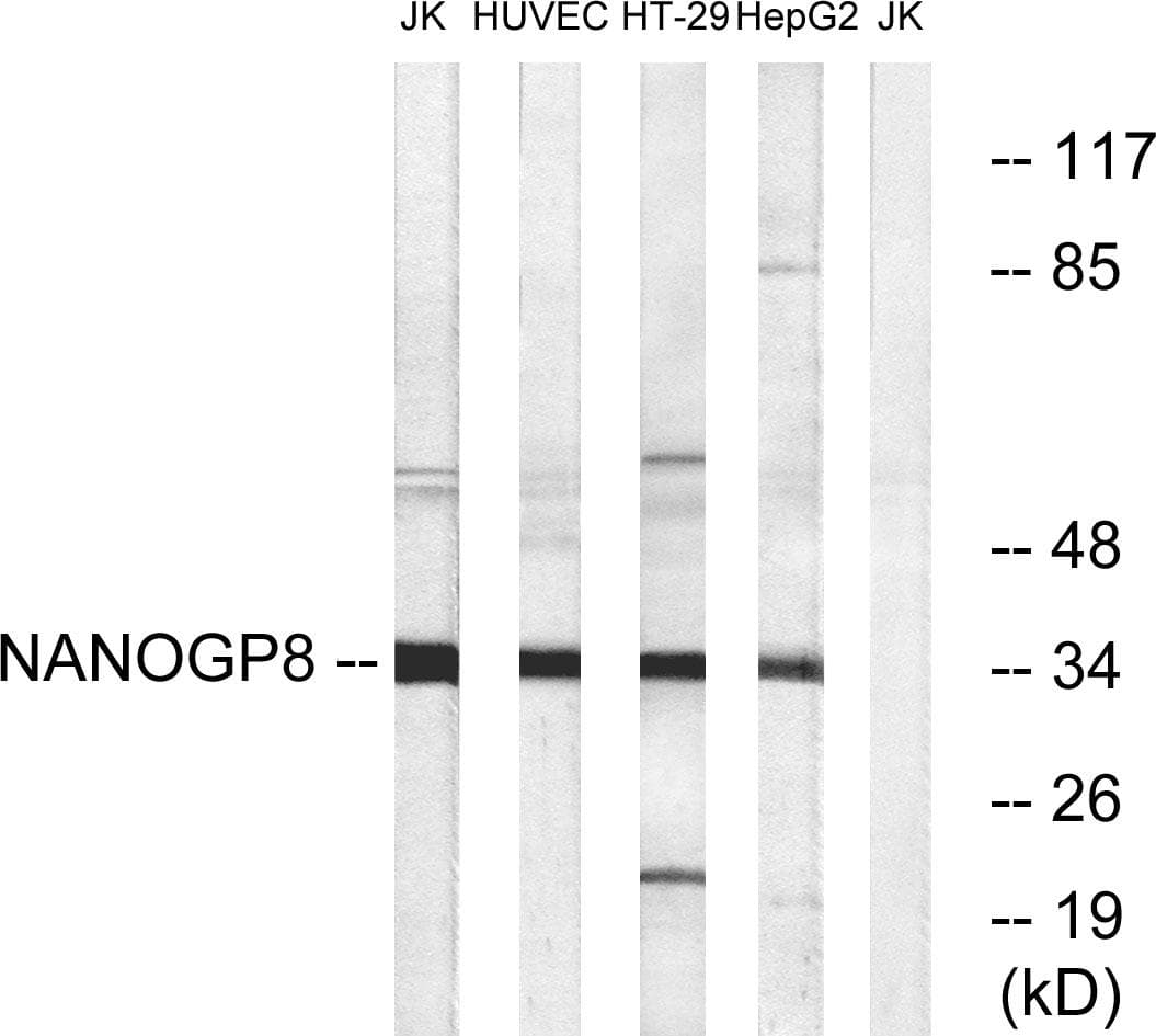 JUN / c-Jun Antibody