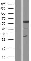 TCP11 Protein (Over-Expression Lysate Myc-DDK (Flag))