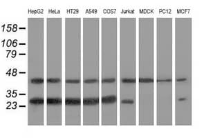 RABL2A Antibody (clone OTI2G10)