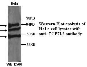 IHC-plus™ TCF7L2 / TCG4 Antibody (N-Terminus)