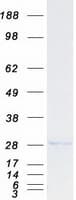Human GINS4 / SLD5 Protein (Recombinant Myc-DDK (Flag))