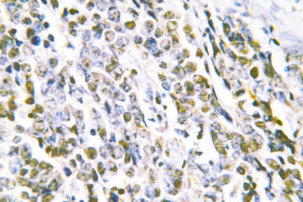 MRE11A / MRE11 Antibody (Leu260)