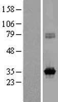 KCNRG Protein (Over-Expression Lysate Myc-DDK (Flag))