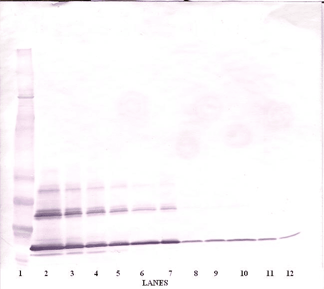 CD40L Antibody (Biotin)