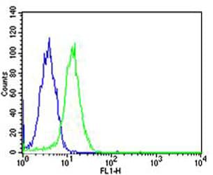 Monoclonal Mouse anti-Human SP1 Antibody (clone 1326CT463.109.176, IF, WB)