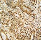 MCM2 Antibody (aa649-677)