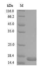 Bacillus Levanase Protein (Recombinant 6His, N-terminus)