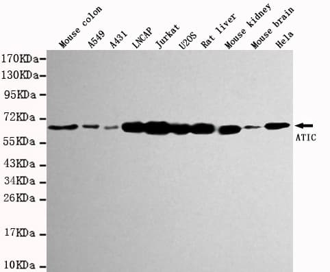 Monoclonal Mouse anti-Human AICAR / ATIC Antibody (WB)