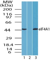 EIF4A1 Antibody (aa350-400)