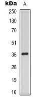 MPRG / PAQR5 Antibody (C-Terminus)