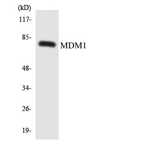 Polyclonal Rabbit anti-Human MDM1 Antibody (aa662-711, WB)