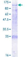 Human DBF4 Protein (Recombinant GST)
