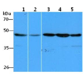 EEF1A1 Antibody (clone AT23C11)