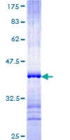 Human PCDHB14 Protein (Recombinant GST, N-terminus)