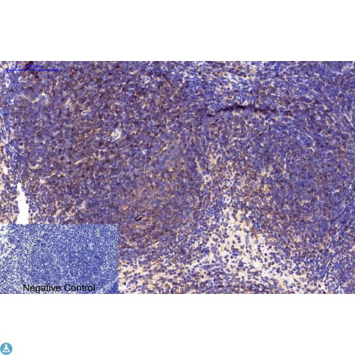 APG5 / ATG5 Antibody