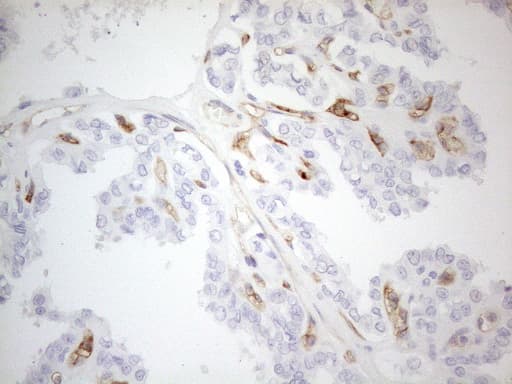 CD34 Antibody (aa312-385, clone OTI10C8)
