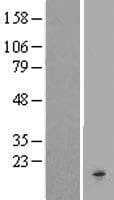 CKLF Protein (Over-Expression Lysate Myc-DDK (Flag))